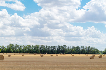 harvested cereal wheat barley rye grain field, with haystacks straw bales stakes round shape on the cloudy blue sky background, agriculture farming rural economy agronomy concept