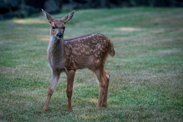 Fawn Looking Around On Suburban Yard