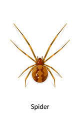 Spider vector on white background