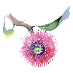 Eucaliptus floral botanical flower. Watercolor background illustration set. Isolated eucaliptus illustration element.