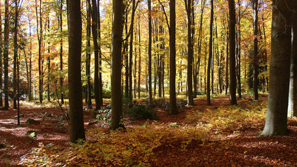 Autumn in the czech forest