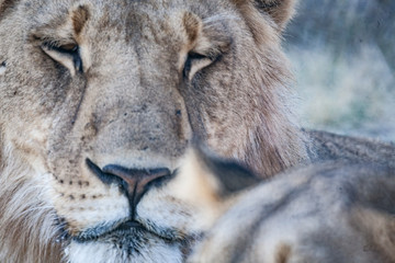 Lioness, Botswana
