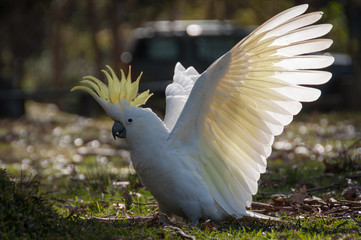 Wild sulphur-crested cockatoo landing with white wings spread, crest expanded