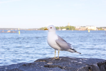 Fototapeta na wymiar A seagull is siting on the rocks on the shores of the Gulf of Finland. Helsinki, Finland
