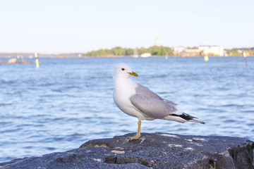 A seagull is siting on the rocks on the shores of the Gulf of Finland. Helsinki, Finland
