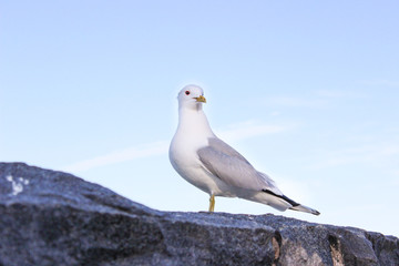 A seagull is siting on the rocks on the shores of the Gulf of Finland. Helsinki, Finland