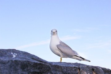 A seagull is siting on the rocks on the shores of the Gulf of Finland. Helsinki, Finland