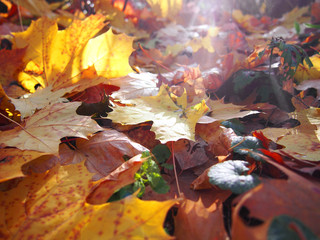 autumn leaves in the glare of the sun