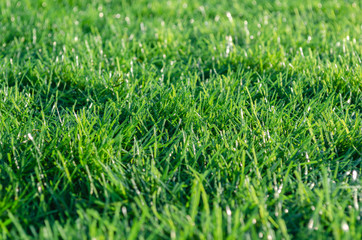 green artificial grass on the field. background