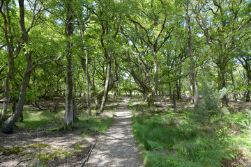 The RSPB Arne Nature Reserve beside Poole Harbour in Dorset