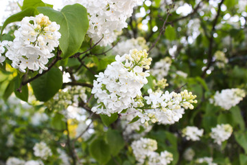 Beautiful flowers in Helsinki, Finland. Flowers bloomю Lilac
