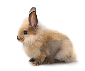 Obraz premium side view one baby red or brown bunny rabbit on isolated and white background in studio lighting