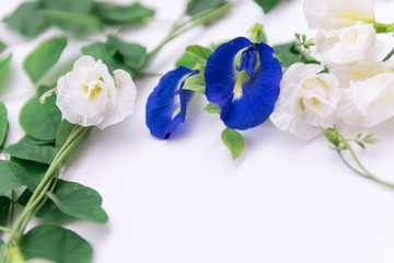 Beautiful blue and white butterfly pea flowers frame and green leaves on white background,top view