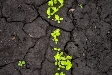 green leaf on the ground. green sprouts of organic greenery in soil, farming concept.