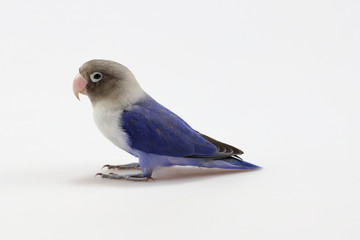 Blue masked lovebird isolated on the white background
