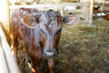 Portrait of a brown young cow in a stall. Livestock farm. Meat industry.