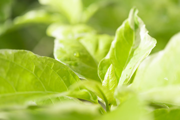 Beautiful green leaf  in morning light background