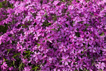 Purple spring flowers texture background. Close-up