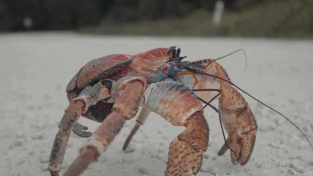 Robber Crab, coconut crab Birgus latro - Large land crab
