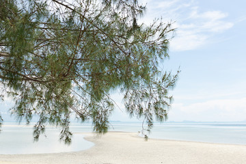 Pine tree ,Casuarina equisetifolia branch over tropical beach background,Koh Samui-Thailand