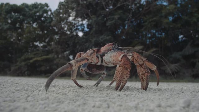 Robber Crab, coconut crab Birgus latro - Large land crab