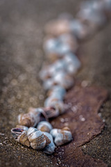 Shells on the rocks in the tidal rock pools at Marengo, near Apollo Bay.