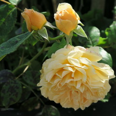 rose in the summer in the garden in orange color