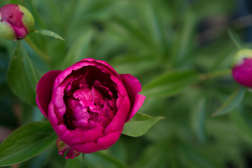 Blossoming peony flower in magenta color against green foliage. Bright and contrast background for cards and album’s covers