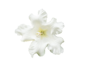 White fragrant flower, Beaumontia grandiflora or Herald's Trumpet, isolated on white background.