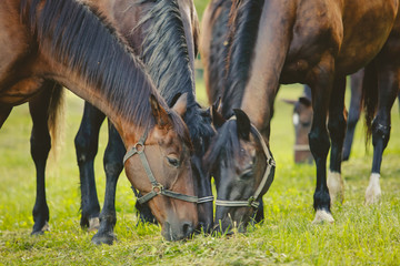 Naklejka premium beautiful groomed horses on a farm