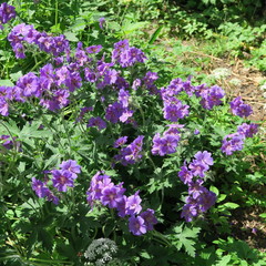 Geraniaceae, dark purple alpine beak, perennial garden shrub returns every year