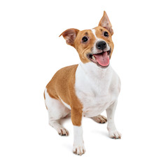 Sitting Jack Russell Terrier dog panting.