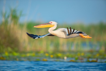The great white pelican flying through the air above the water in the wonderful Danube Delta,...