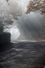 A first person view of a road with sunrays cutting through the mist, and creating beautiful trees shadows textures on the ground