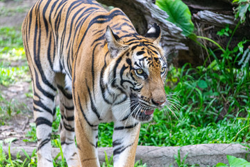 The tiger that lives in the natural forest is waiting to eat meat. Wildlife scene with danger...