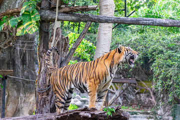 The tiger that lives in the natural forest is waiting to eat meat. Wildlife scene with danger animal.