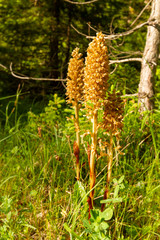 Drei Vogel-Nestwurz Orchideen an einer waldlichtung vom Sonnenlicht angestrahlt