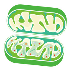 ミトコンドリアの断面図 ベクター イラスト