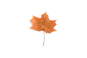 Maple leaf on white background