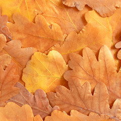 Flatlay of oak leaves texture
