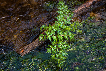 GREEN FERN ND TREE BRANCH OVER RIVER IN THE FIELD