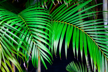 GREEN LEAVES OF TROPICAL TREE IN THE CARIBBEAN