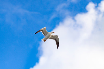 SEAGULL FLYING ON BLUE SKY AND WHITE CLOUDS