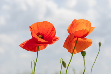 Obraz premium czerwone maki na tle niebieskiego nieba