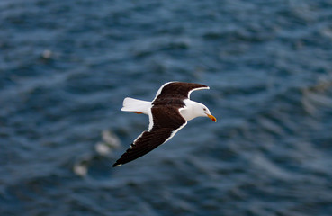 SEAGULL FLYING OVER THE SEA