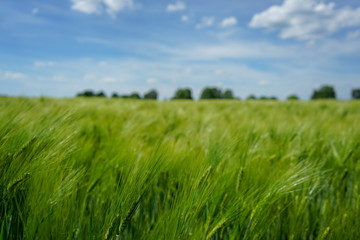Obraz na płótnie Canvas Corn field in a rural landscape