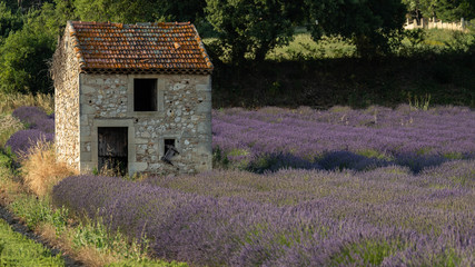 Fototapeta na wymiar Small stone cottage in a lavender field, in Provence