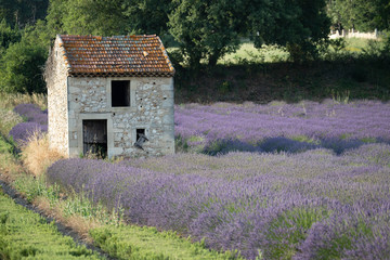 Fototapeta na wymiar Small stone cottage in a lavender field, in Provence
