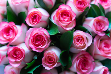 beautiful pink and cream roses bouquet as background or greeting card