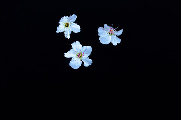 Fototapeta na wymiar Flores de la naturaleza. Macro de flores